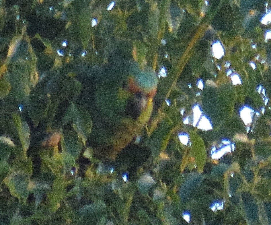 amazon sp. - ML644633331