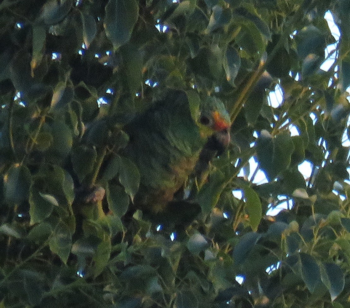 amazon sp. - ML644633332