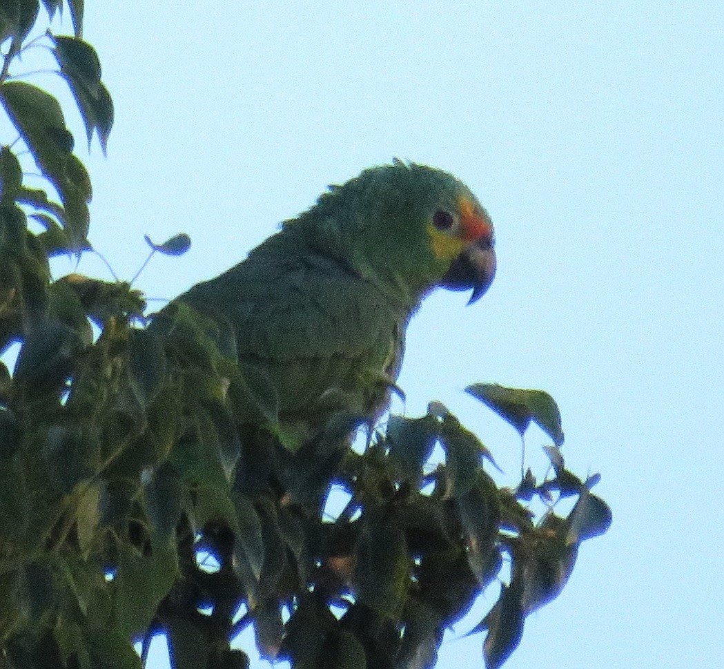 amazon sp. - ML644633333