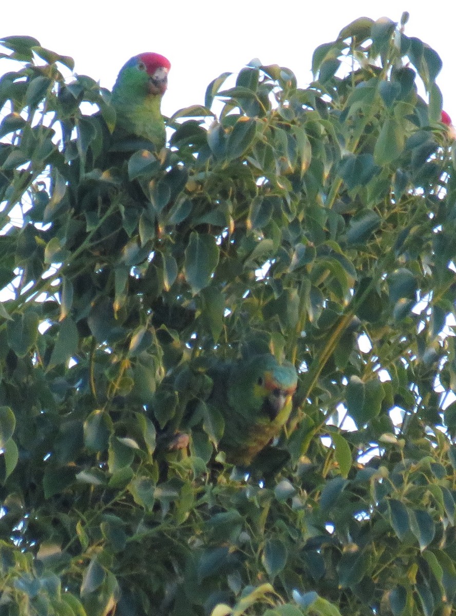 amazon sp. - ML644633334