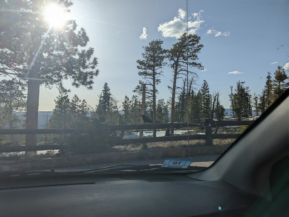 Хон хэрээ - ML644633342