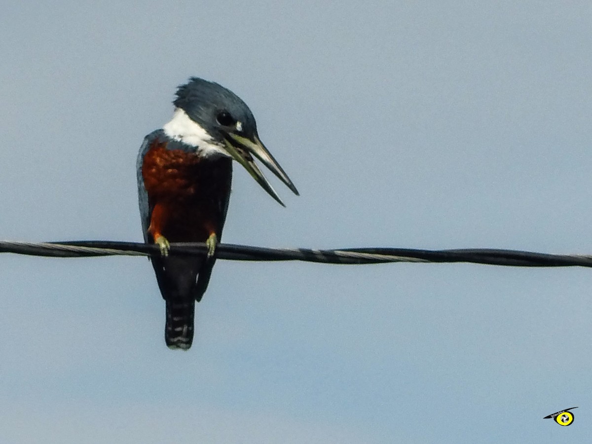 Ringed Kingfisher - ML644633347