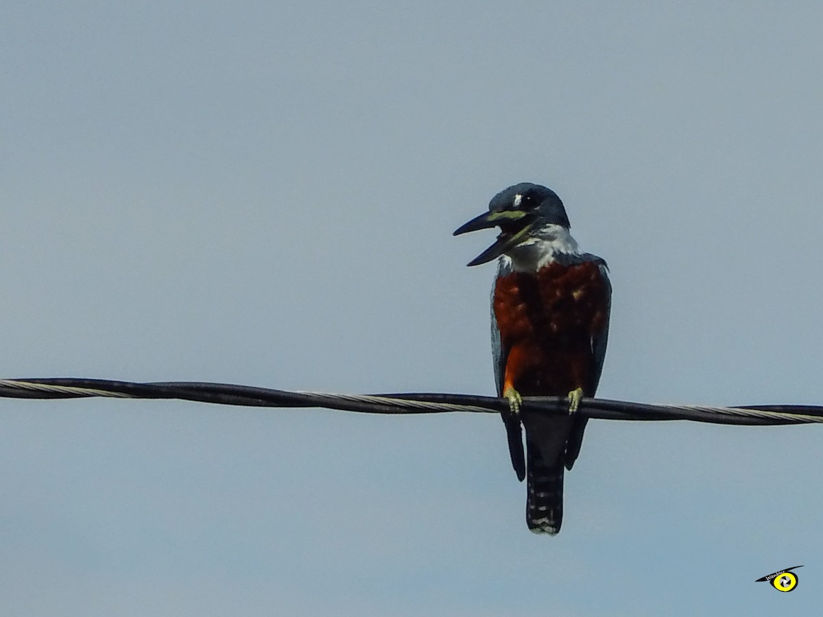 Ringed Kingfisher - ML644633348