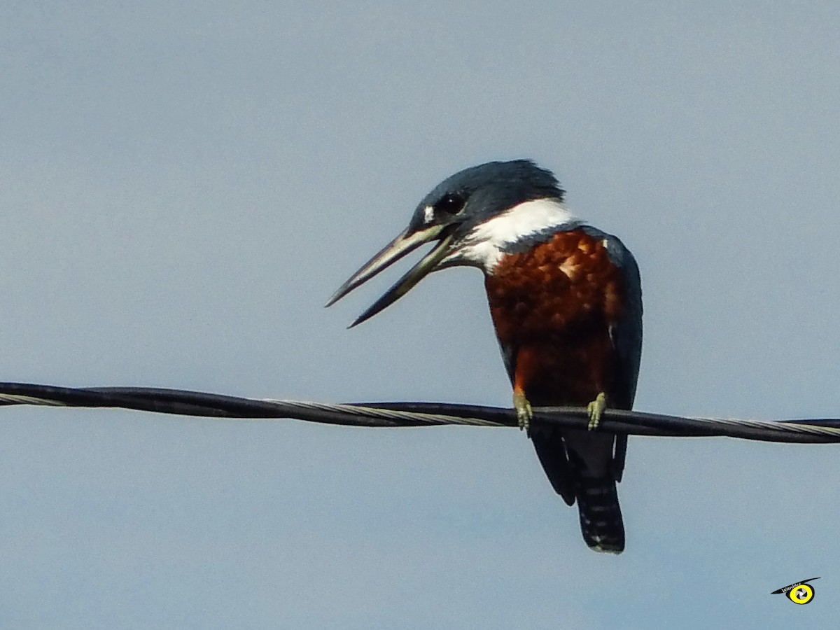 Ringed Kingfisher - ML644633349