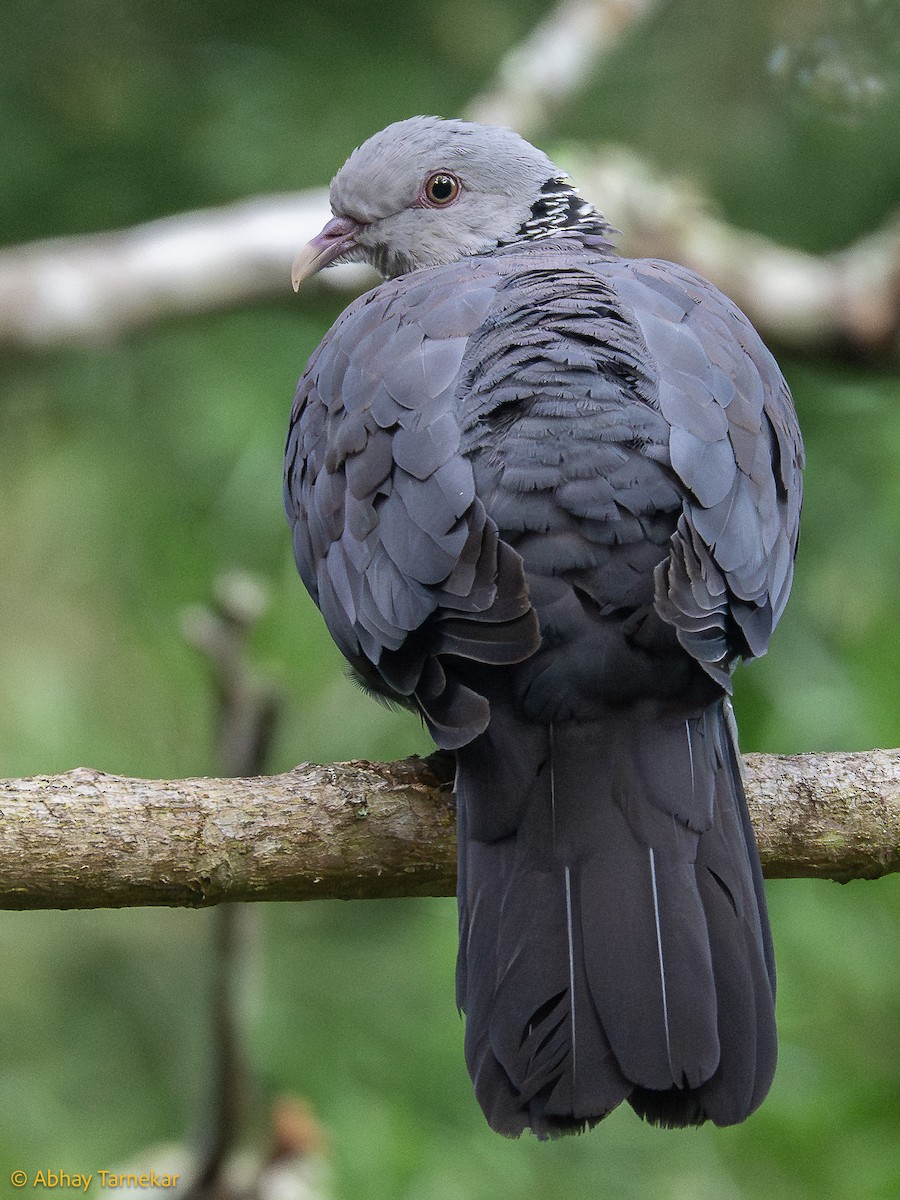 Paloma de Los Nilgiri - ML644633350