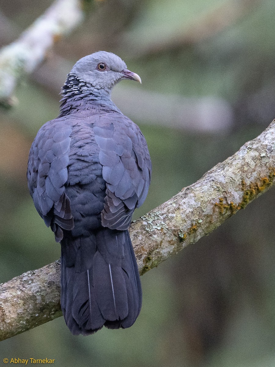 Paloma de Los Nilgiri - ML644633354