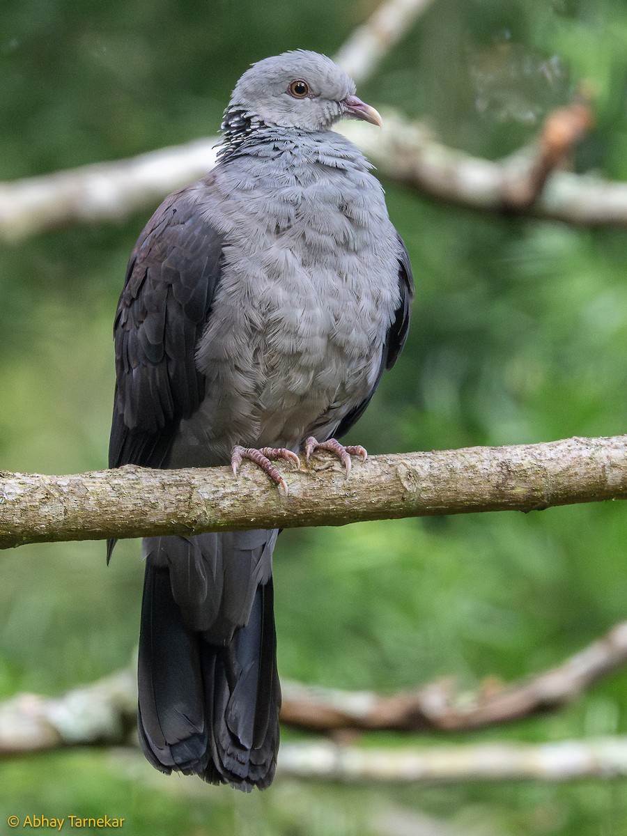 Paloma de Los Nilgiri - ML644633359