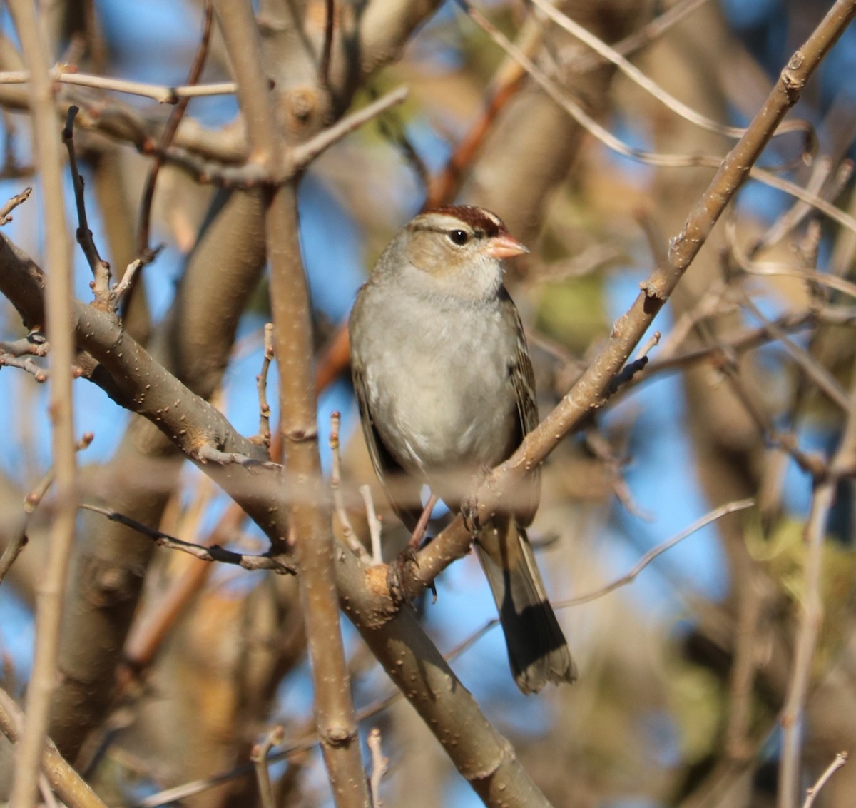 White-crowned Sparrow - ML644633371