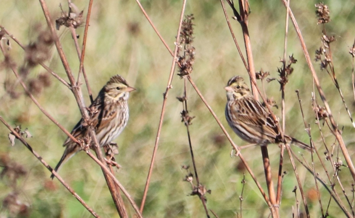 Саванная овсянка - ML644633386
