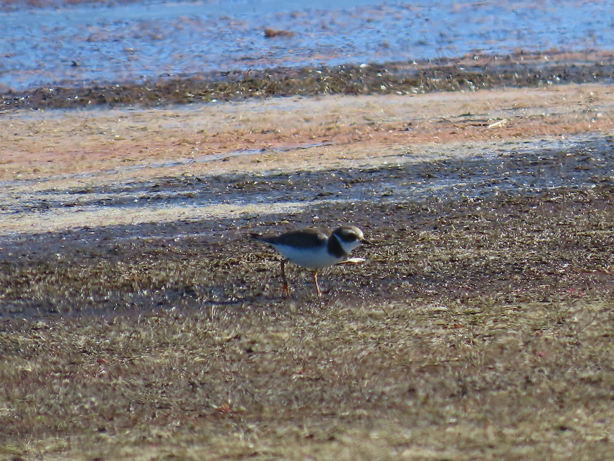 Перепончатопалый галстучник - ML644633389