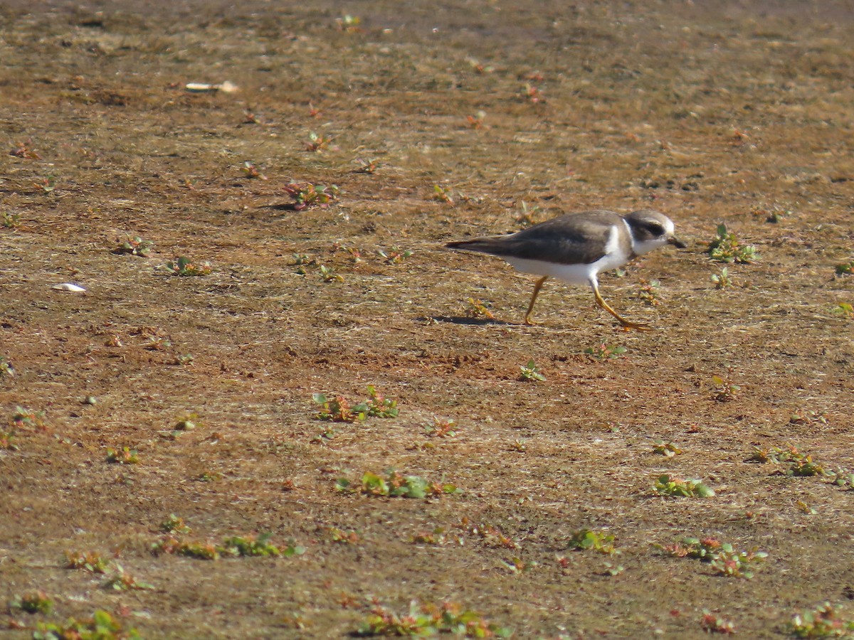 Перепончатопалый галстучник - ML644633390