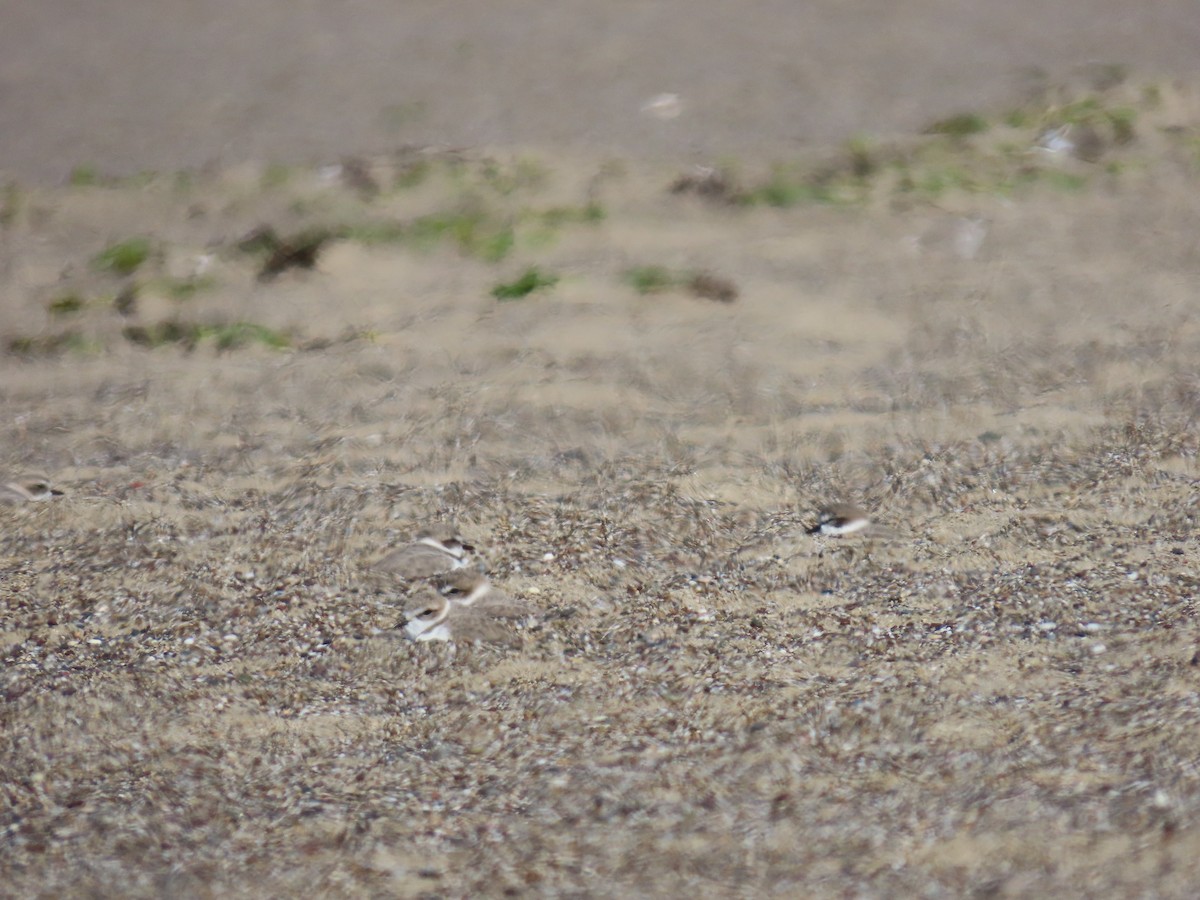 Бледный зуёк - ML644633392