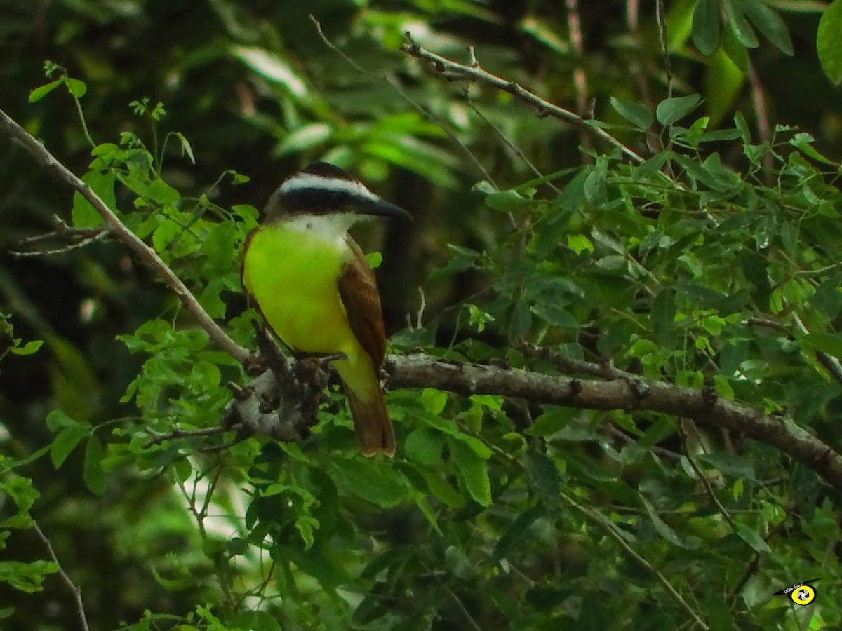Great Kiskadee - ML644633398