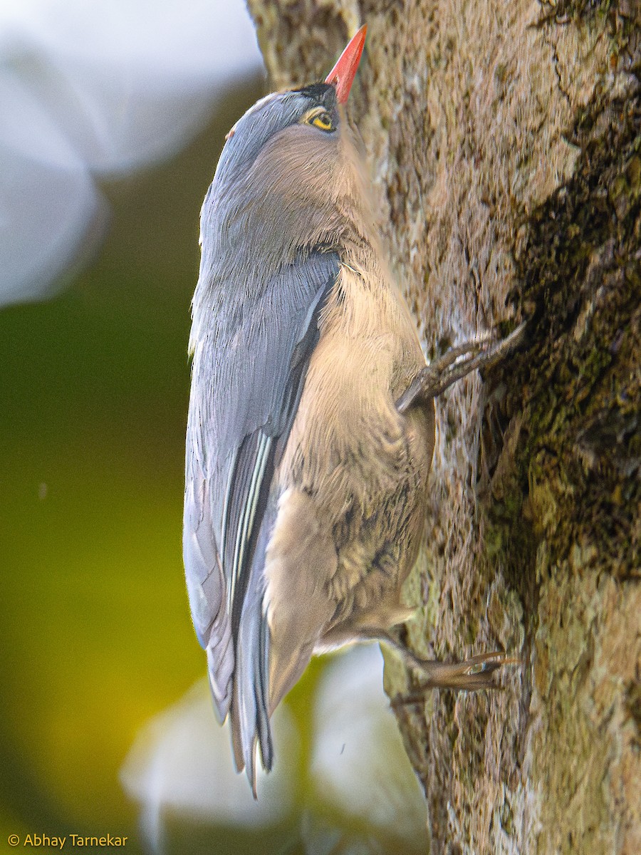 Velvet-fronted Nuthatch - ML644633424