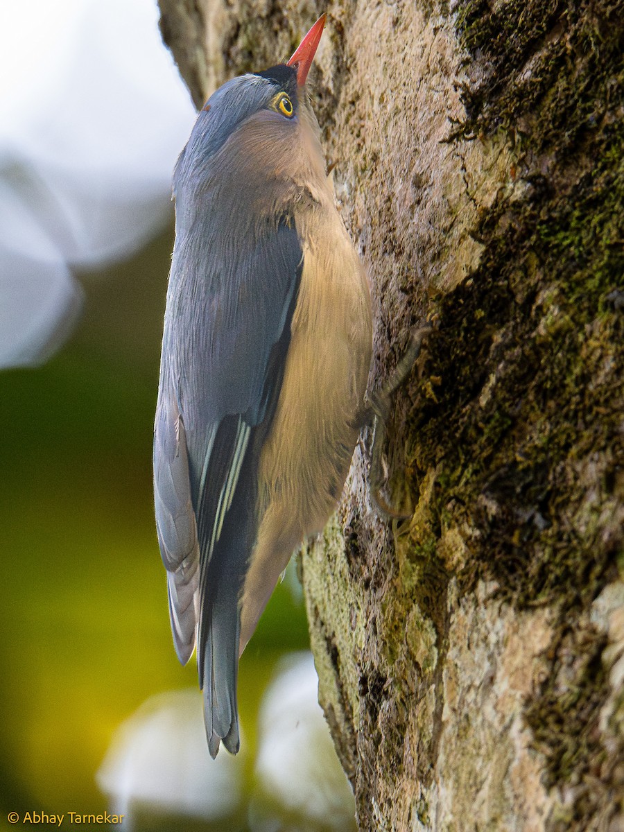 Velvet-fronted Nuthatch - ML644633426