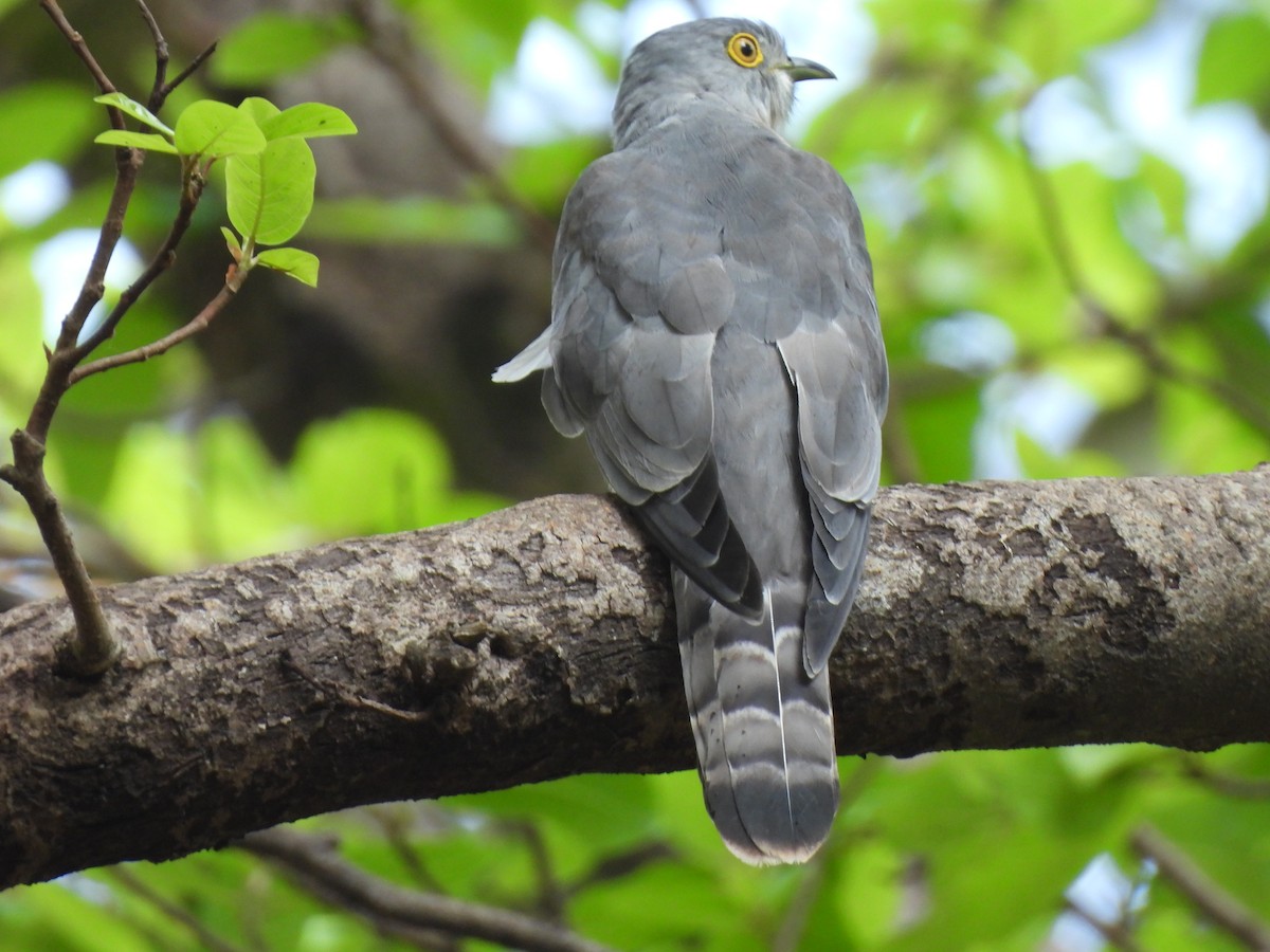 Common Hawk-Cuckoo - ML644633439