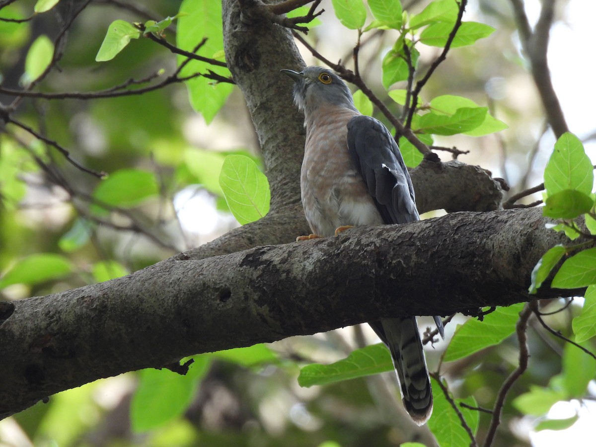 Common Hawk-Cuckoo - ML644633440