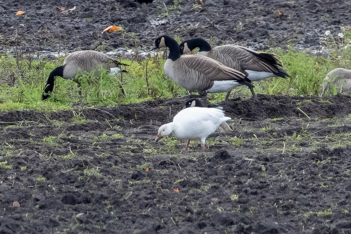 Oie des neiges - ML644633446