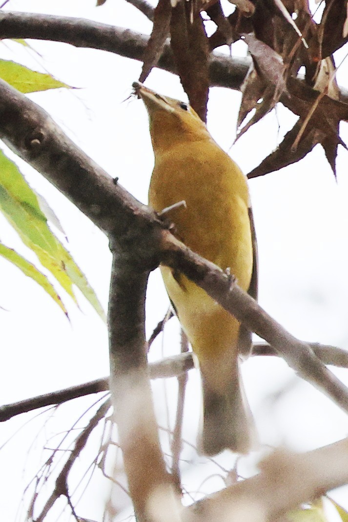 Summer Tanager - ML644633447