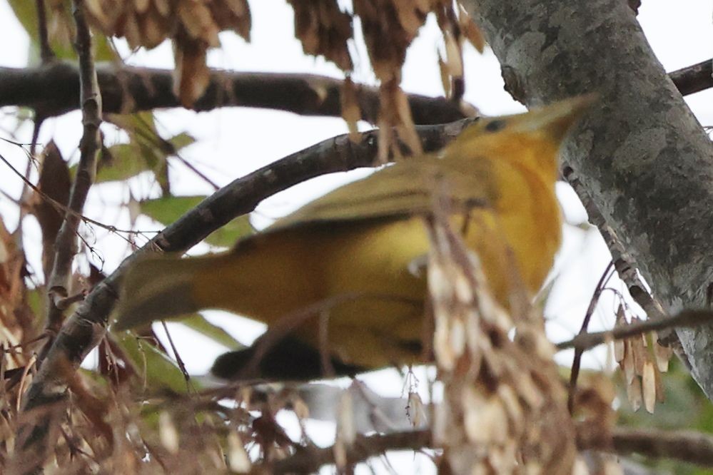 Summer Tanager - ML644633461