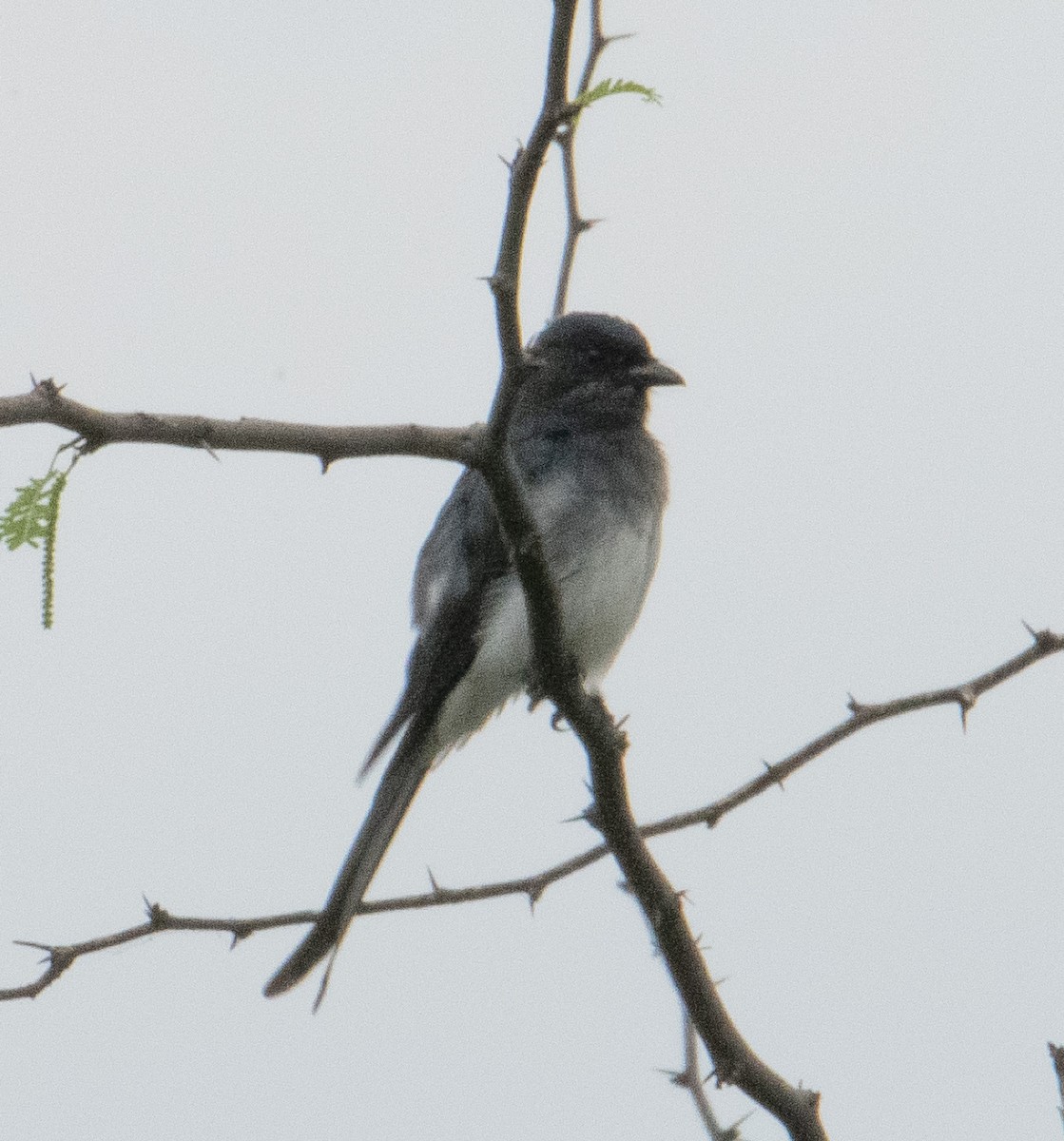 White-bellied Drongo - ML644633467