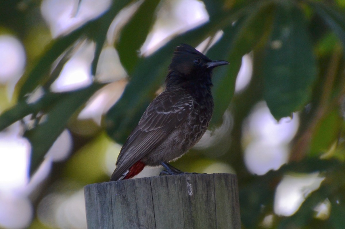 בולבול אדום-שת - ML644633471