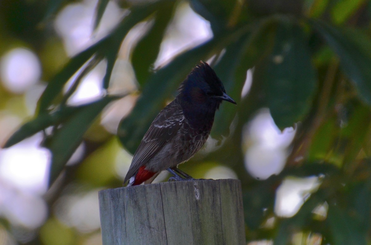 בולבול אדום-שת - ML644633472