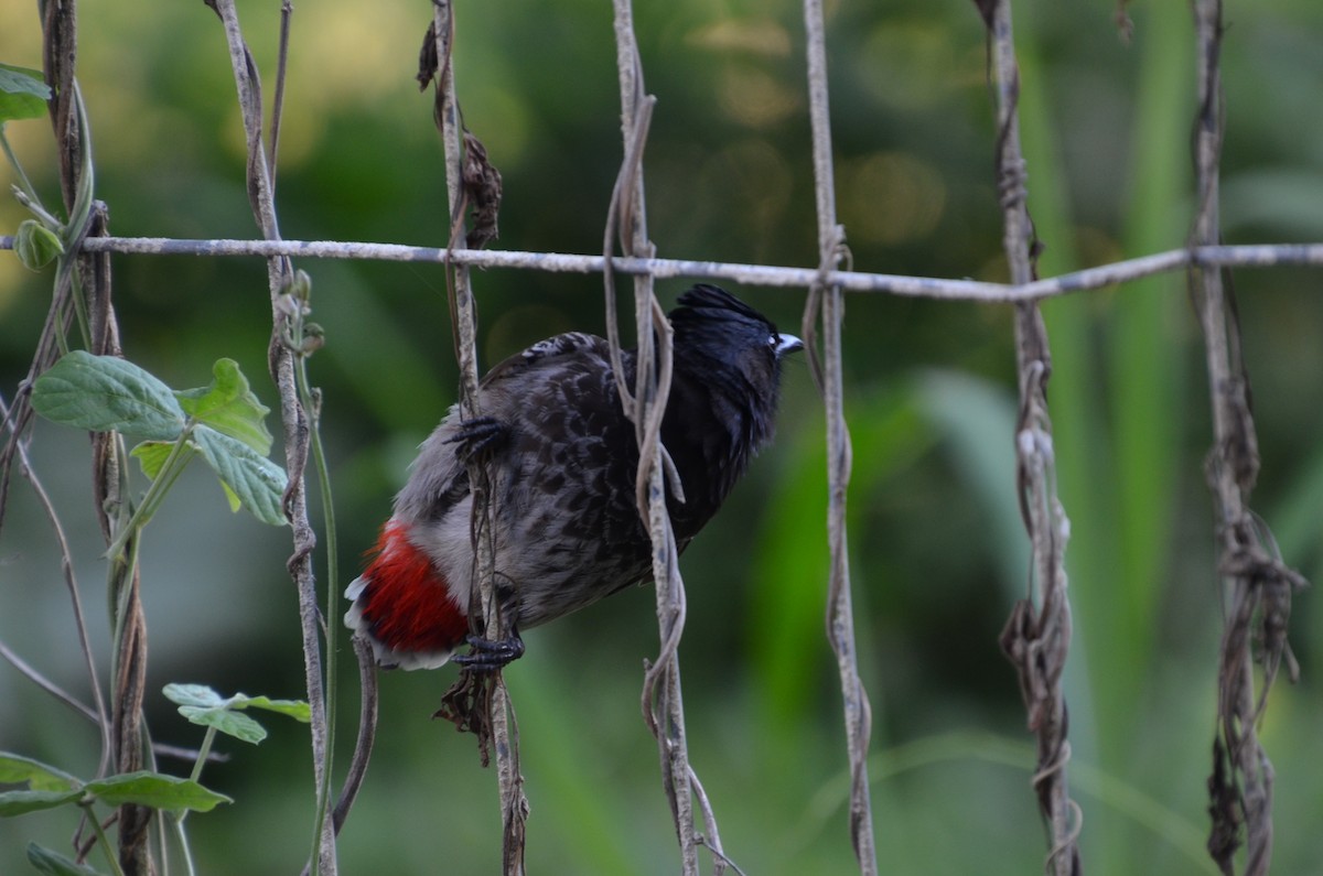 בולבול אדום-שת - ML644633473
