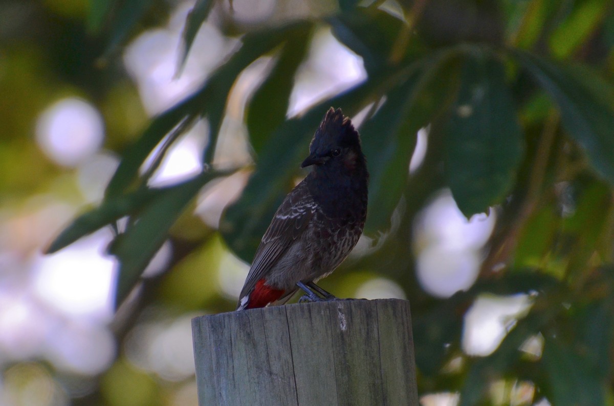 בולבול אדום-שת - ML644633474