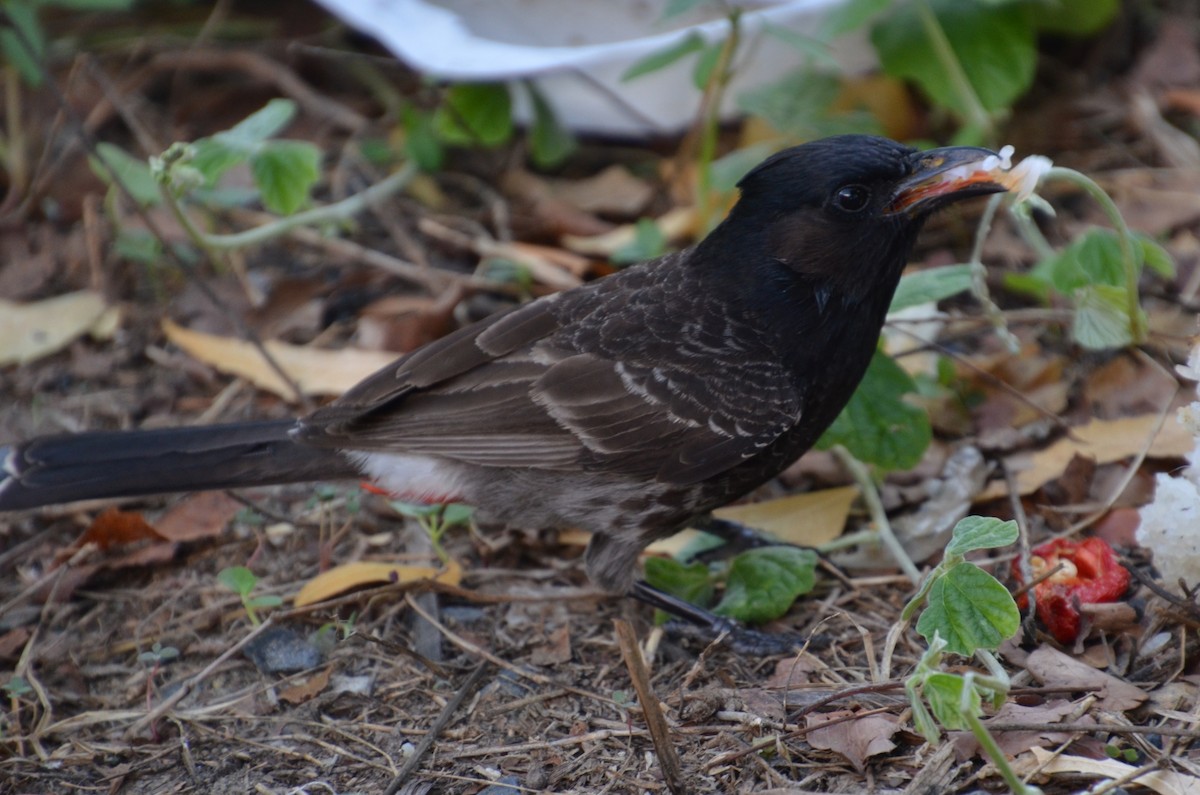 בולבול אדום-שת - ML644633475