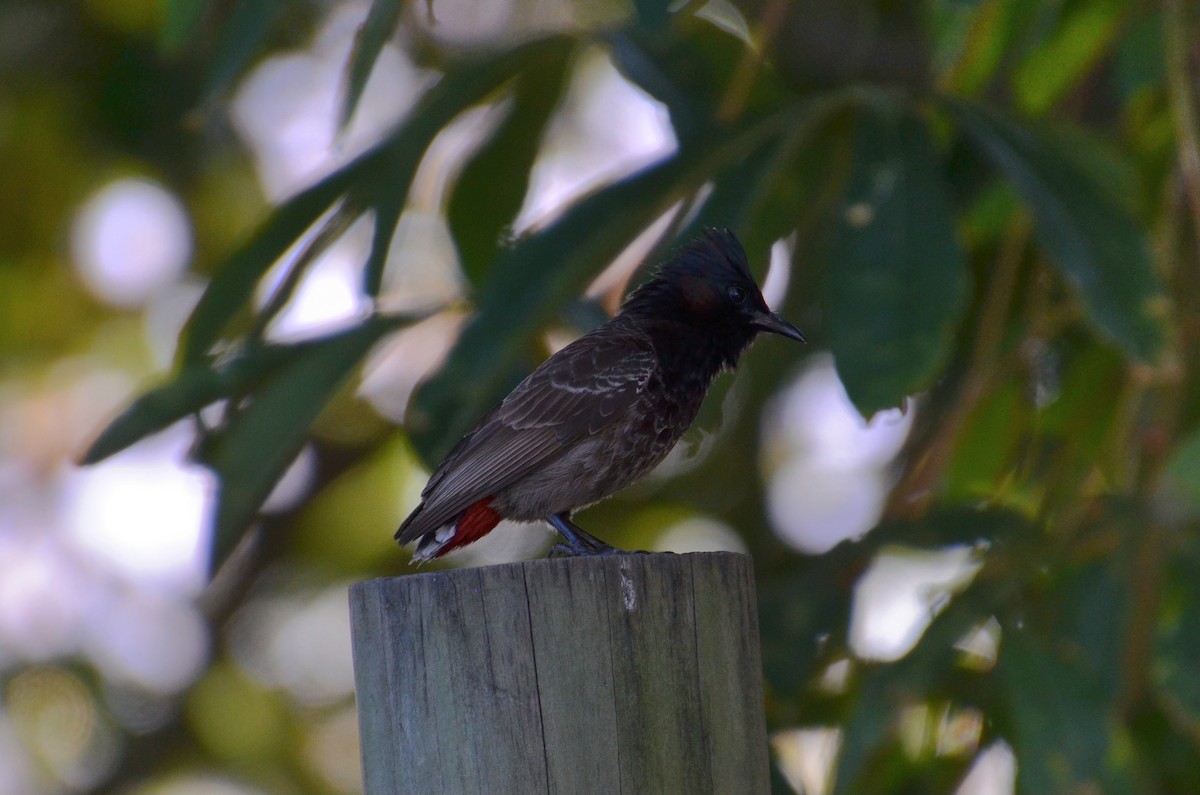 בולבול אדום-שת - ML644633476