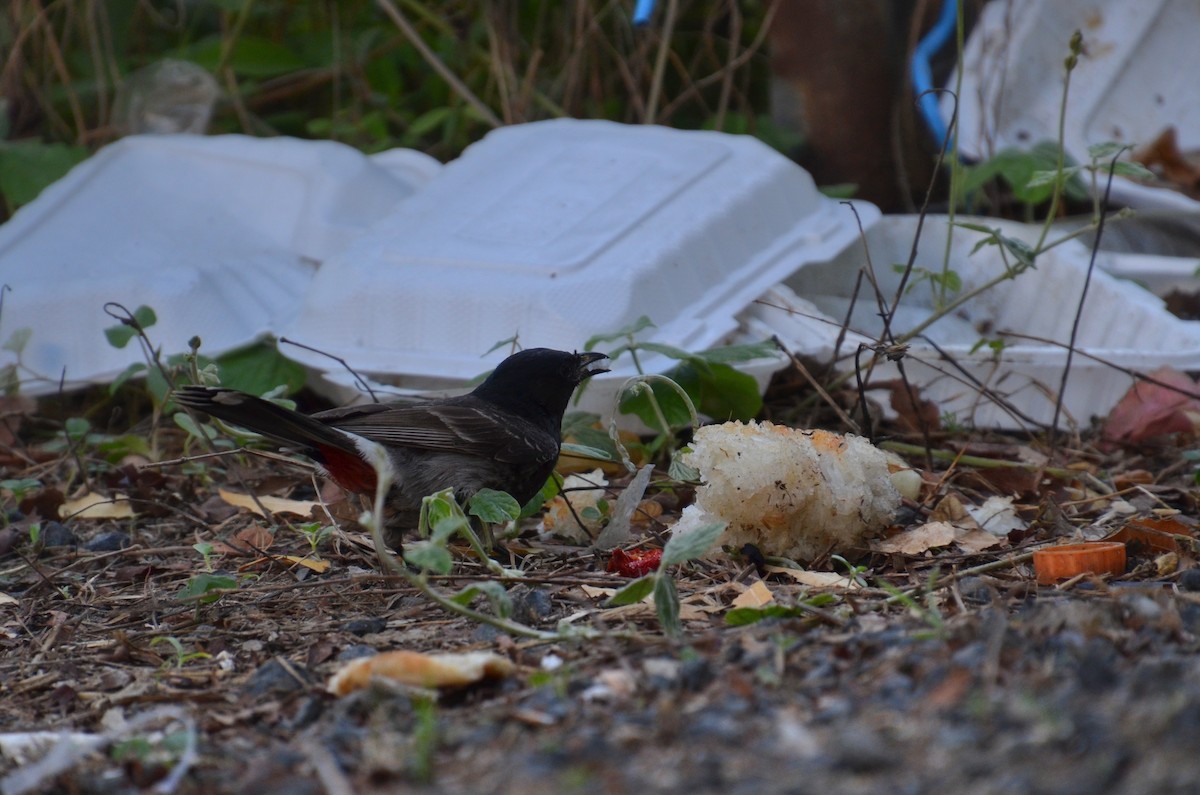 בולבול אדום-שת - ML644633477