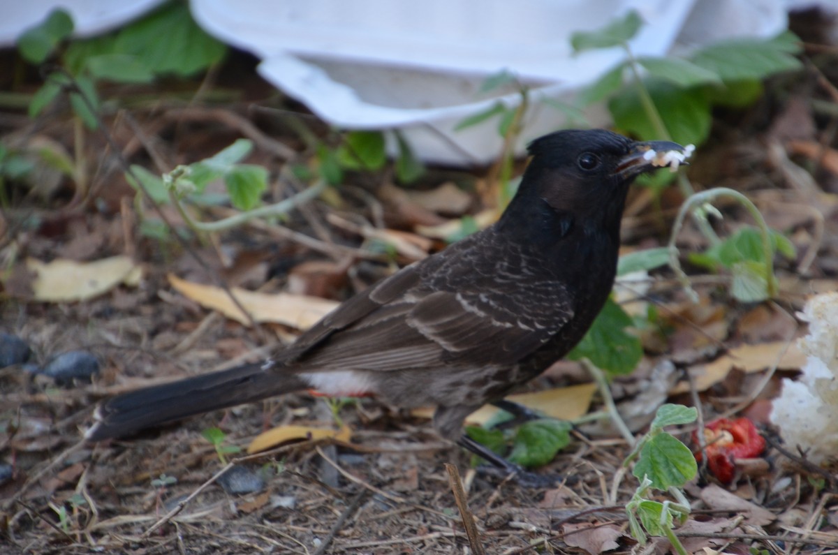 בולבול אדום-שת - ML644633478