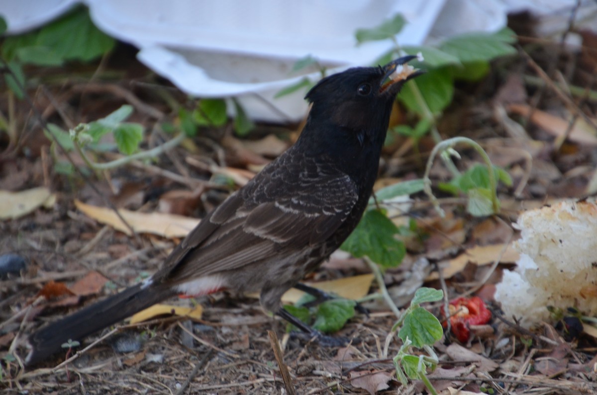 בולבול אדום-שת - ML644633479