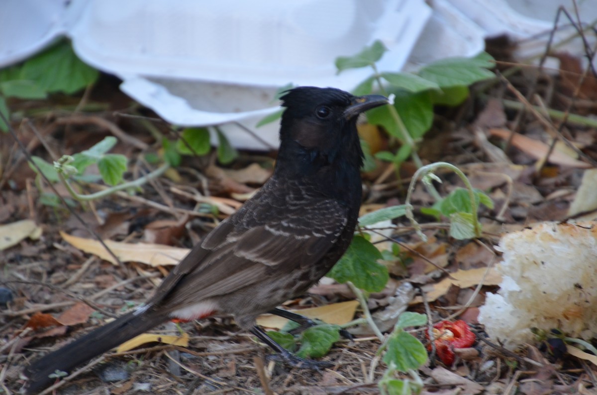 בולבול אדום-שת - ML644633480