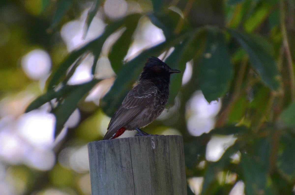 בולבול אדום-שת - ML644633481