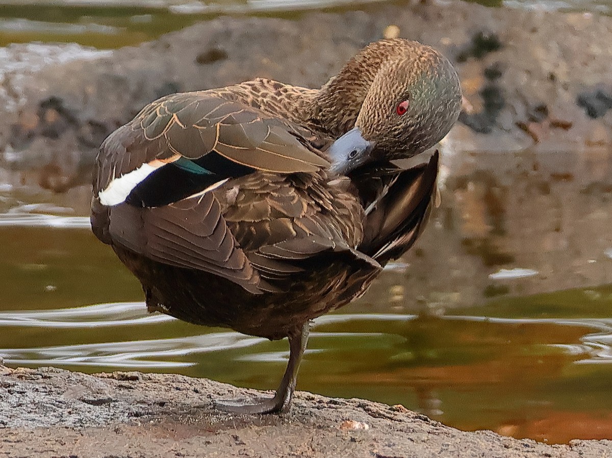 Kastanienente - ML644633487