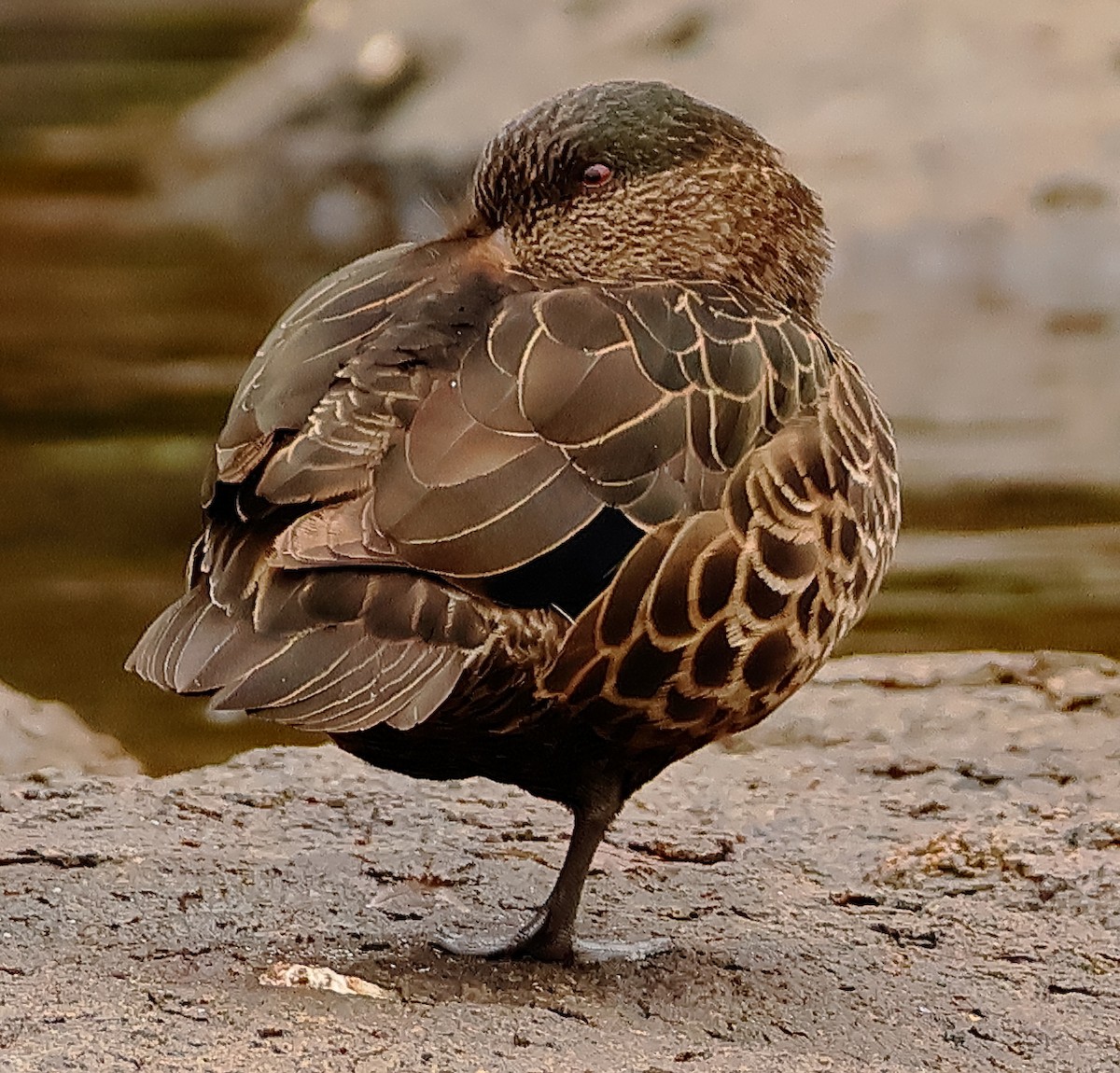 Kastanienente - ML644633488