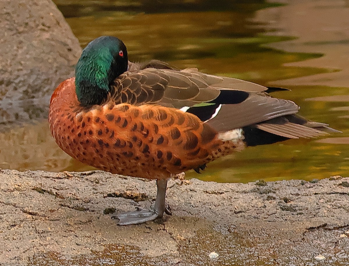 Kastanienente - ML644633489