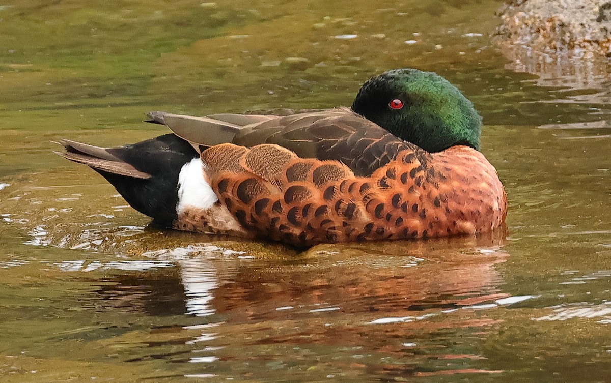 Kastanienente - ML644633491