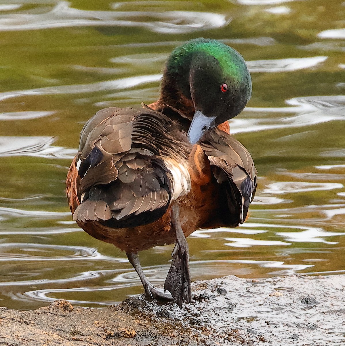 Kastanienente - ML644633493