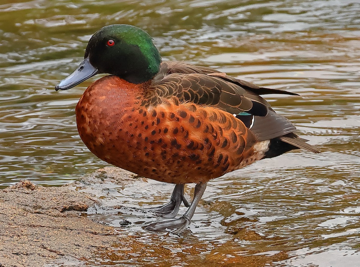 Kastanienente - ML644633494