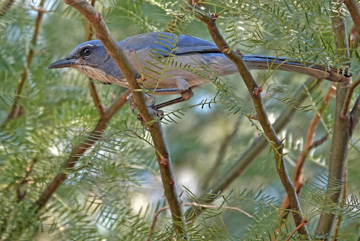 Сойка сонорська - ML644633498