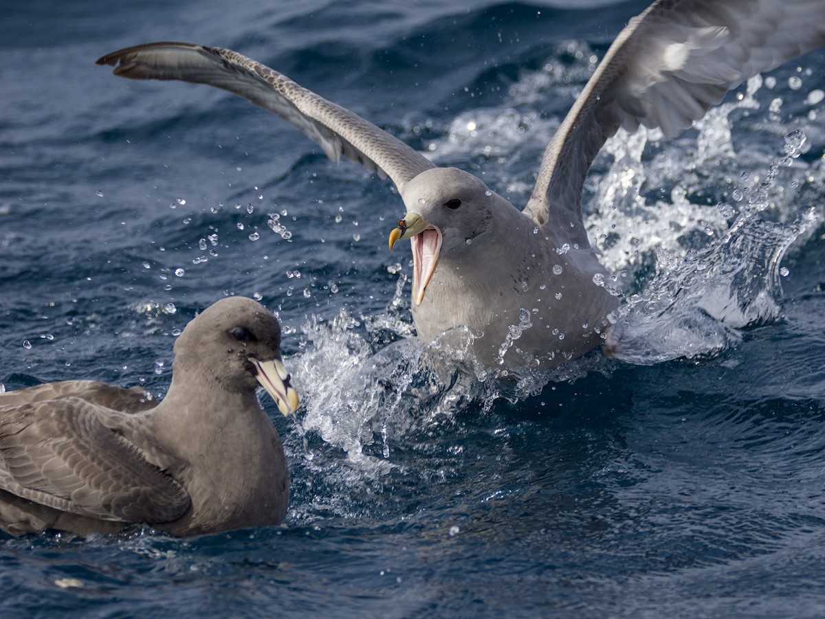 Fulmar boreala - ML644633499