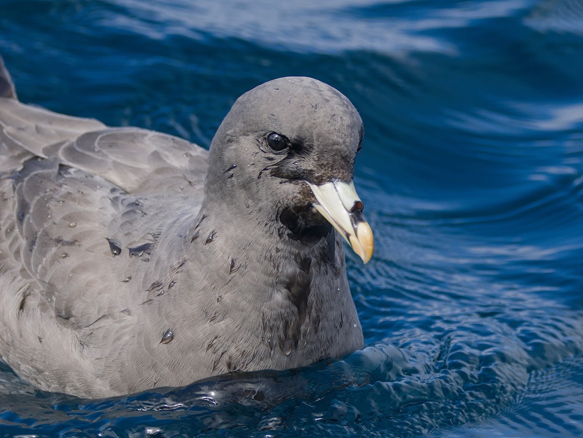 Fulmar boreala - ML644633500