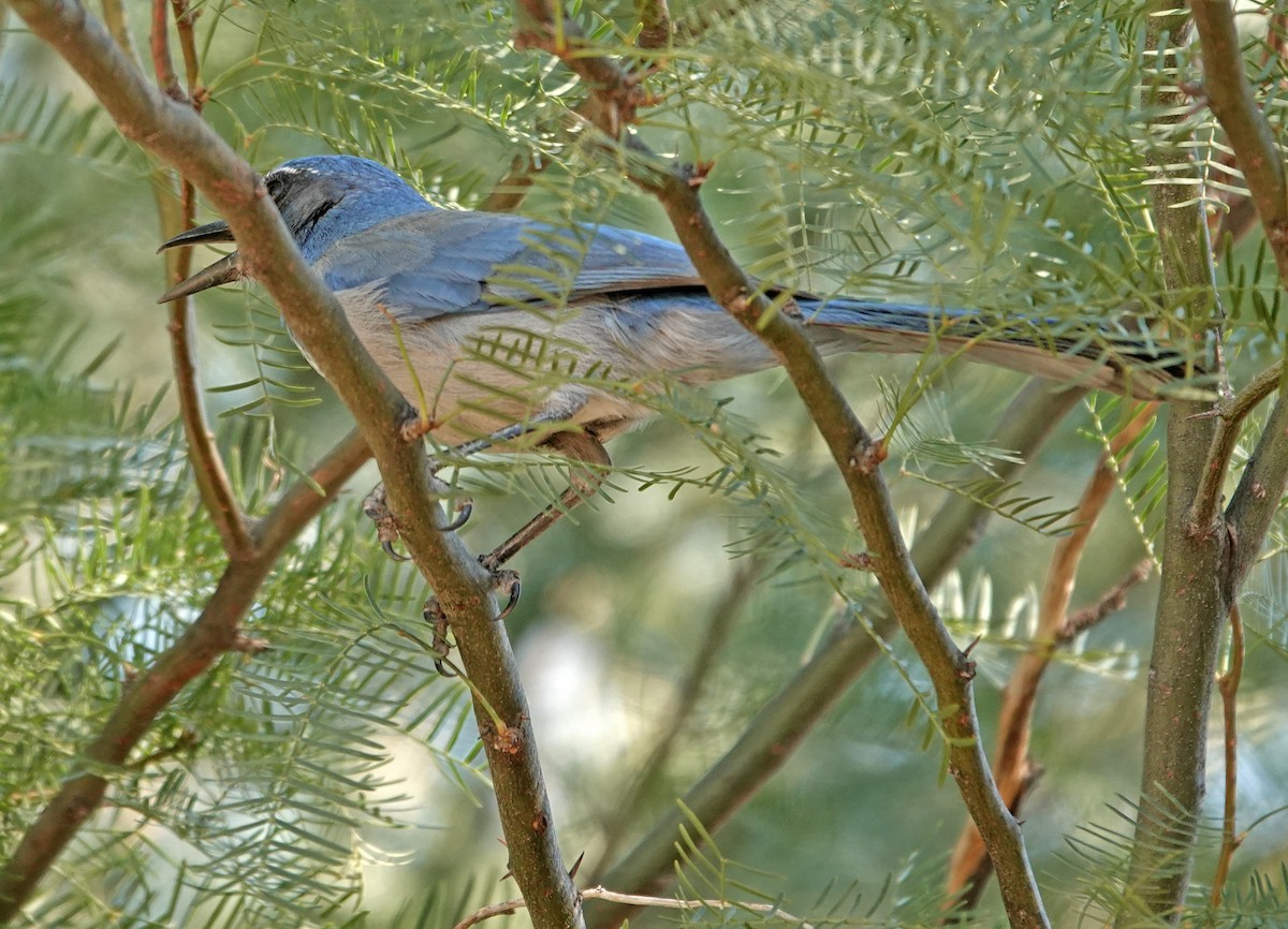 Сойка сонорська - ML644633505