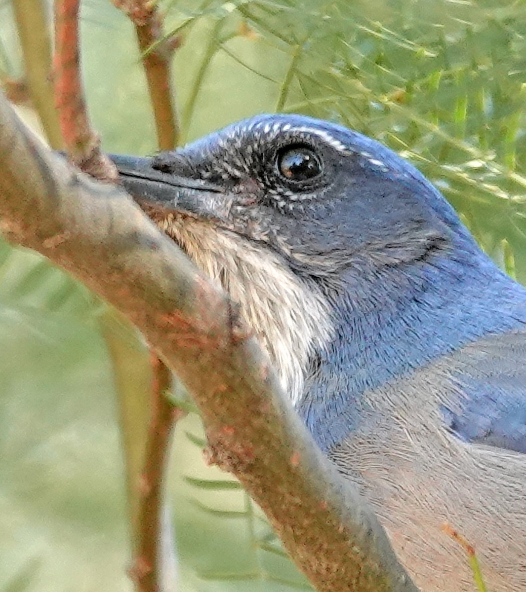 Сойка сонорська - ML644633511