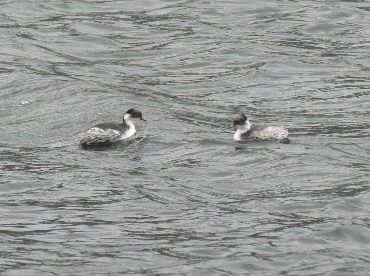 Silvery Grebe - ML644633522