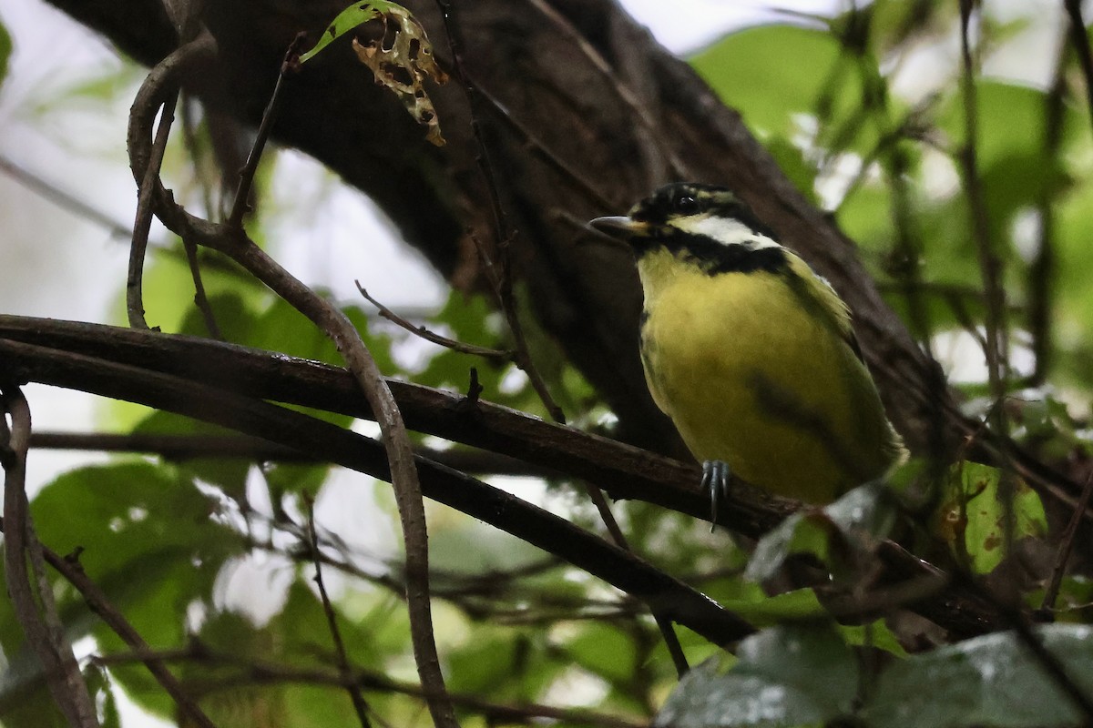 Yellow-bellied Tit - ML644633523