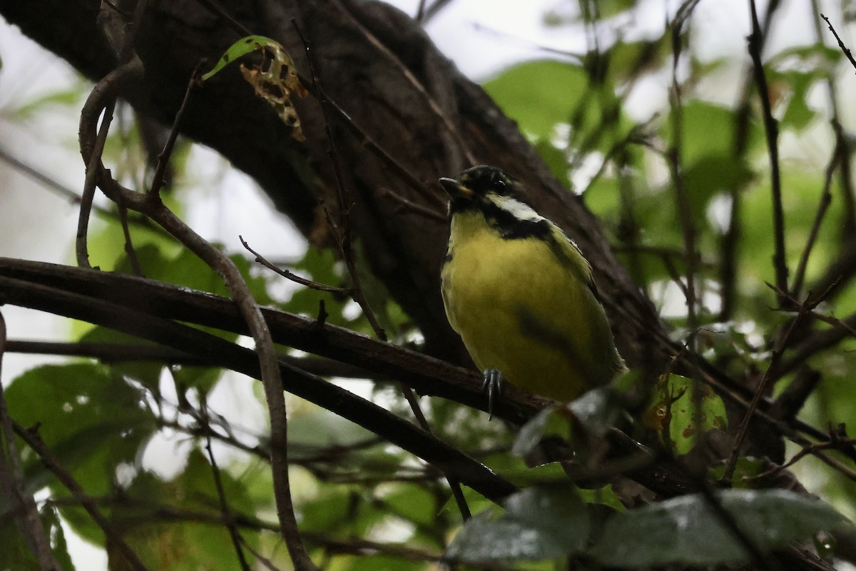 Yellow-bellied Tit - ML644633524